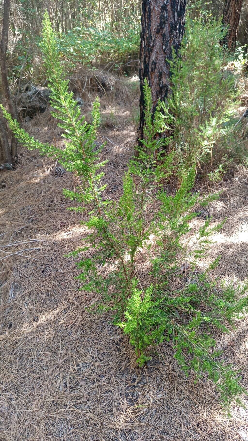 Erica canariensis habit