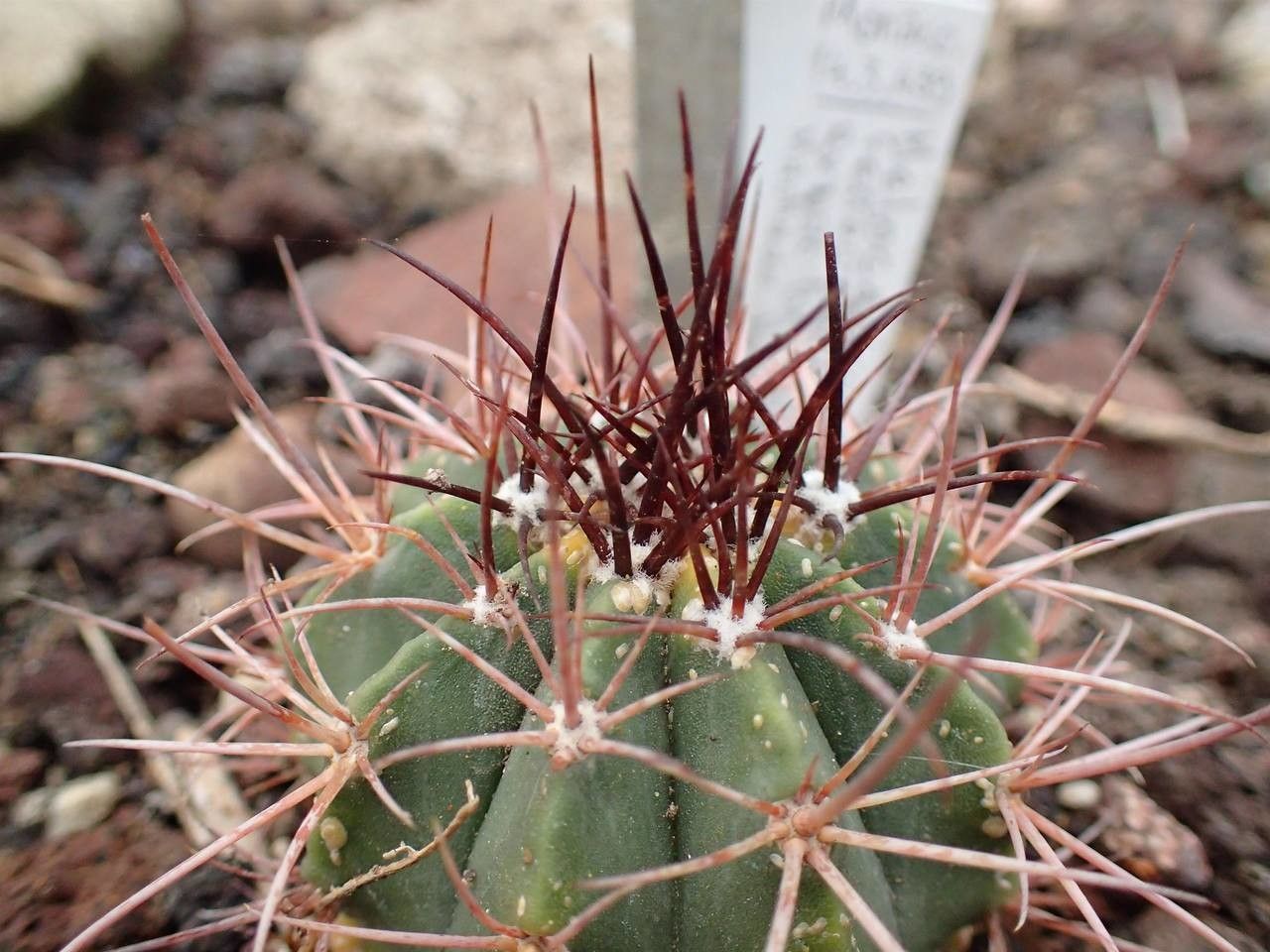Melocactus ferreophilus fruit