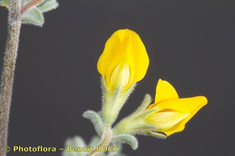 Lotus kunkelii flower