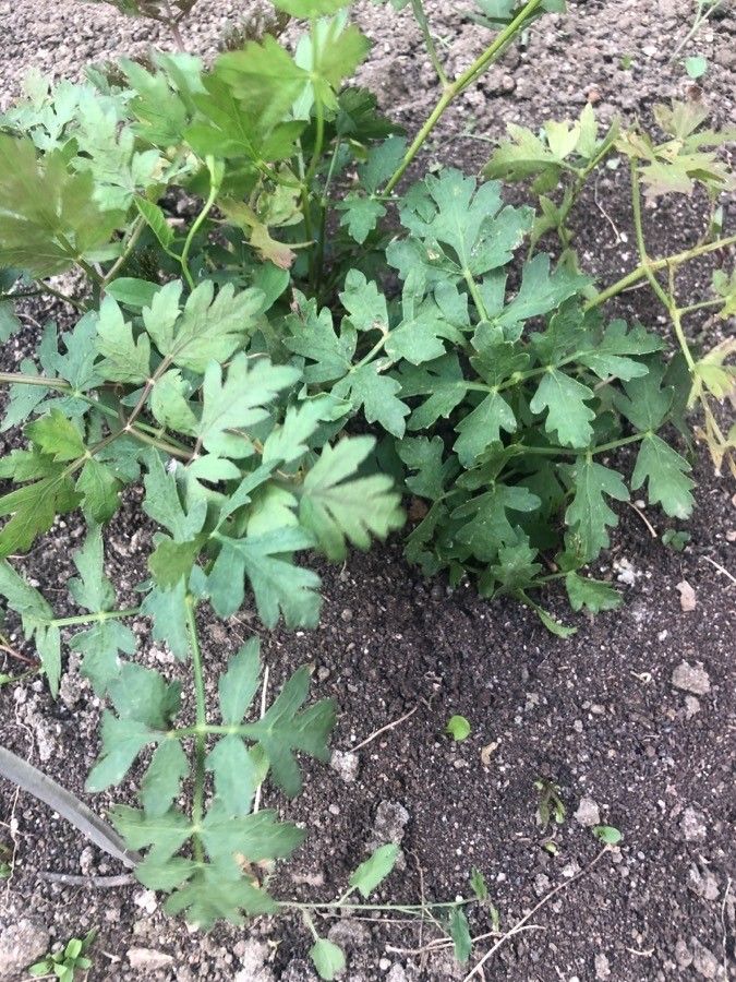 Peucedanum oreoselinum — houseplant care guide