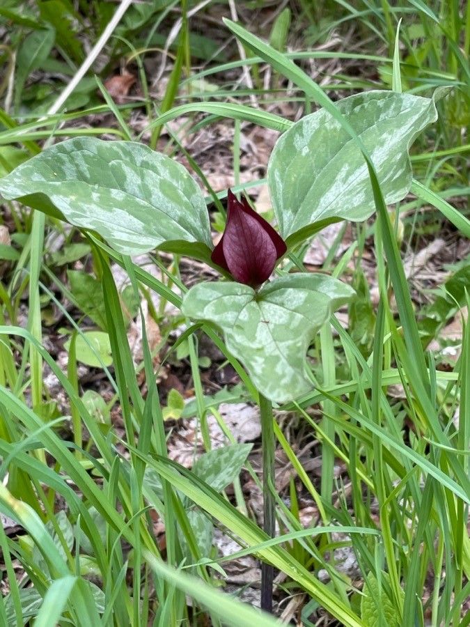 Trillium sessile flower