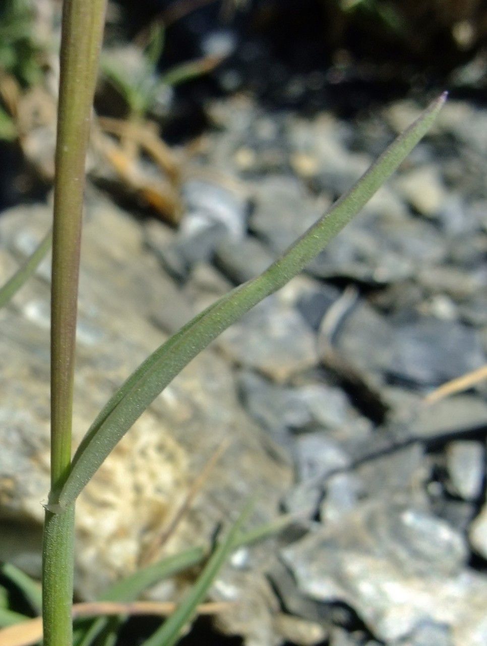 Trisetum distichophyllum bark