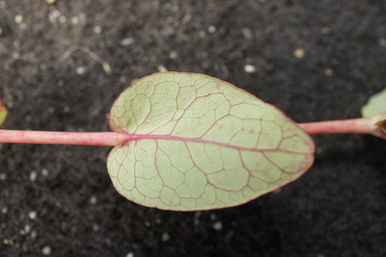 Triadenum virginicum leaf