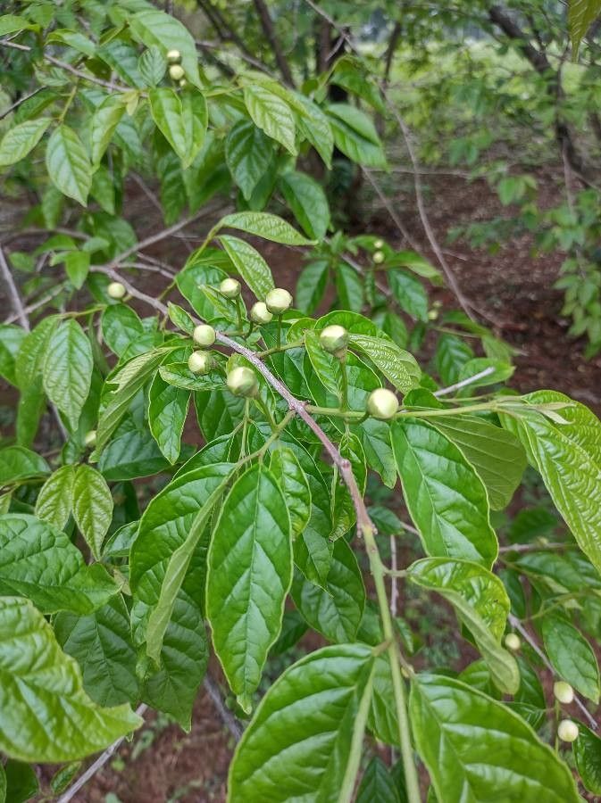 Campomanesia pubescens — houseplant care guide