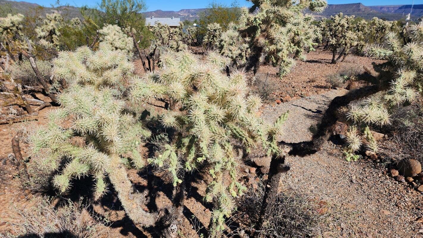 Cylindropuntia fulgida leaf