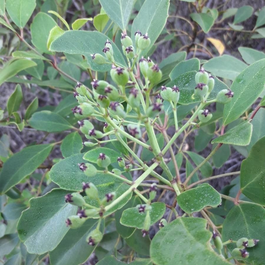 Polyscias dioica fruit