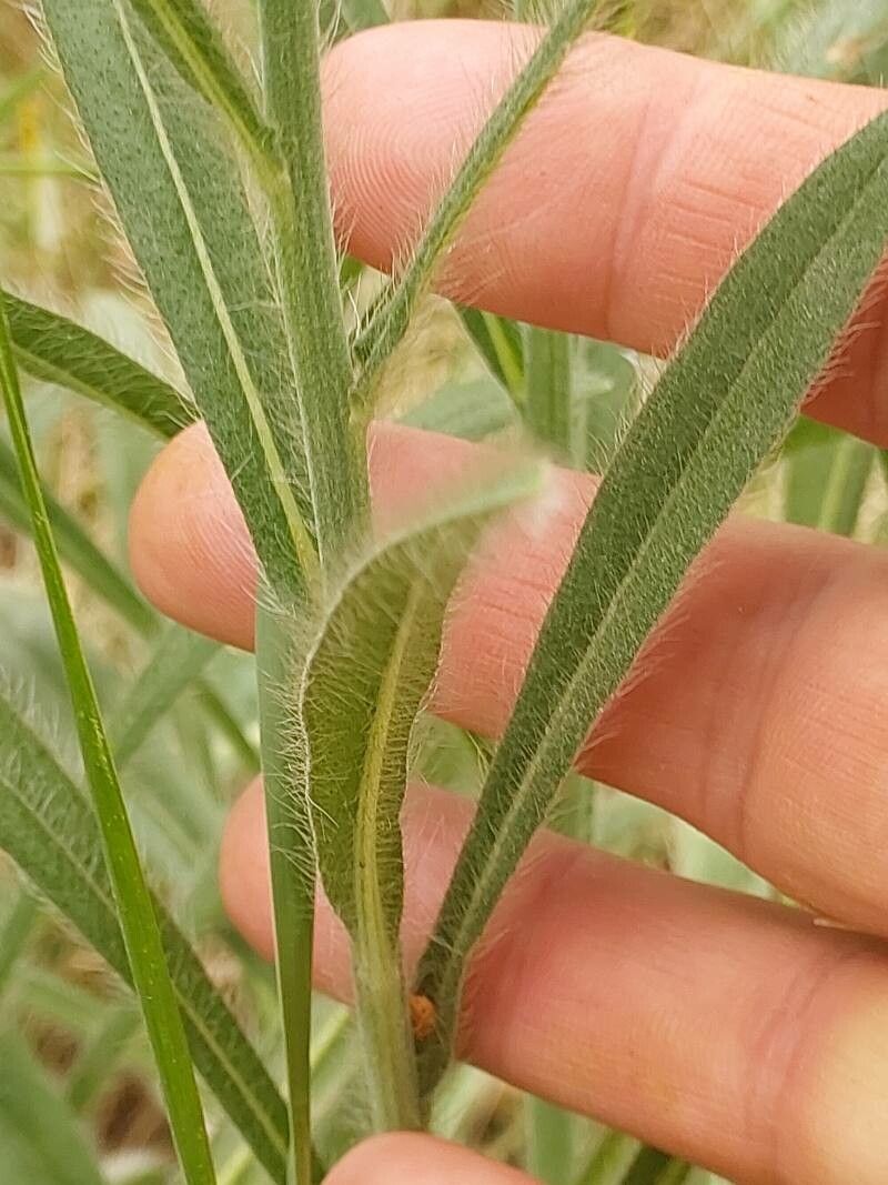 Pilosella echioides leaf