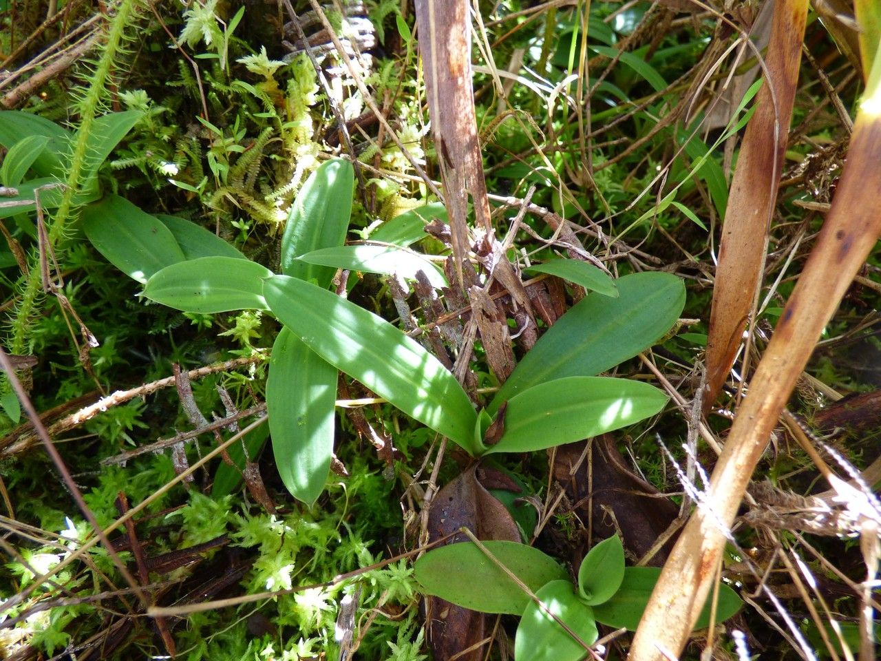 Habenaria decaryana habit