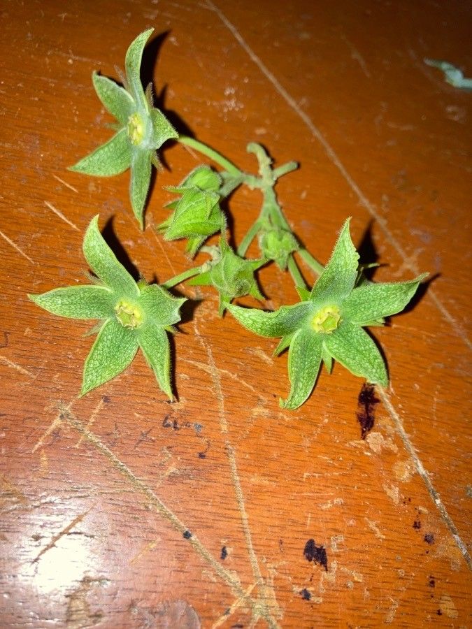 Gonolobus grandiflorus flower