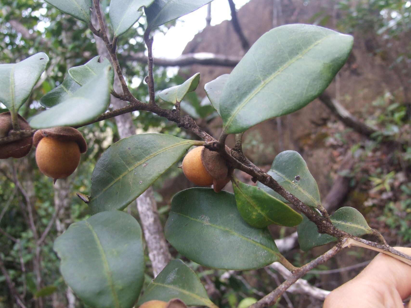 Diospyros parviflora fruit