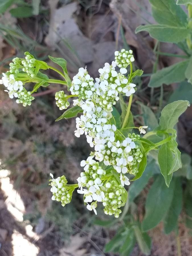Lepidium draba flower