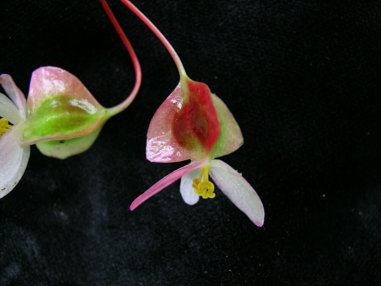 Begonia dioica flower