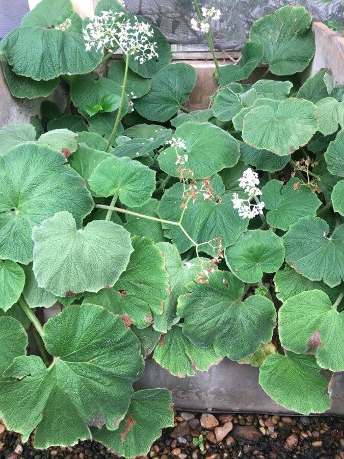 Begonia neocomensium habit
