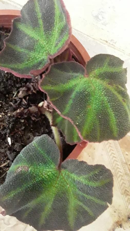 Begonia listada — search result for 'Begoniaceae'