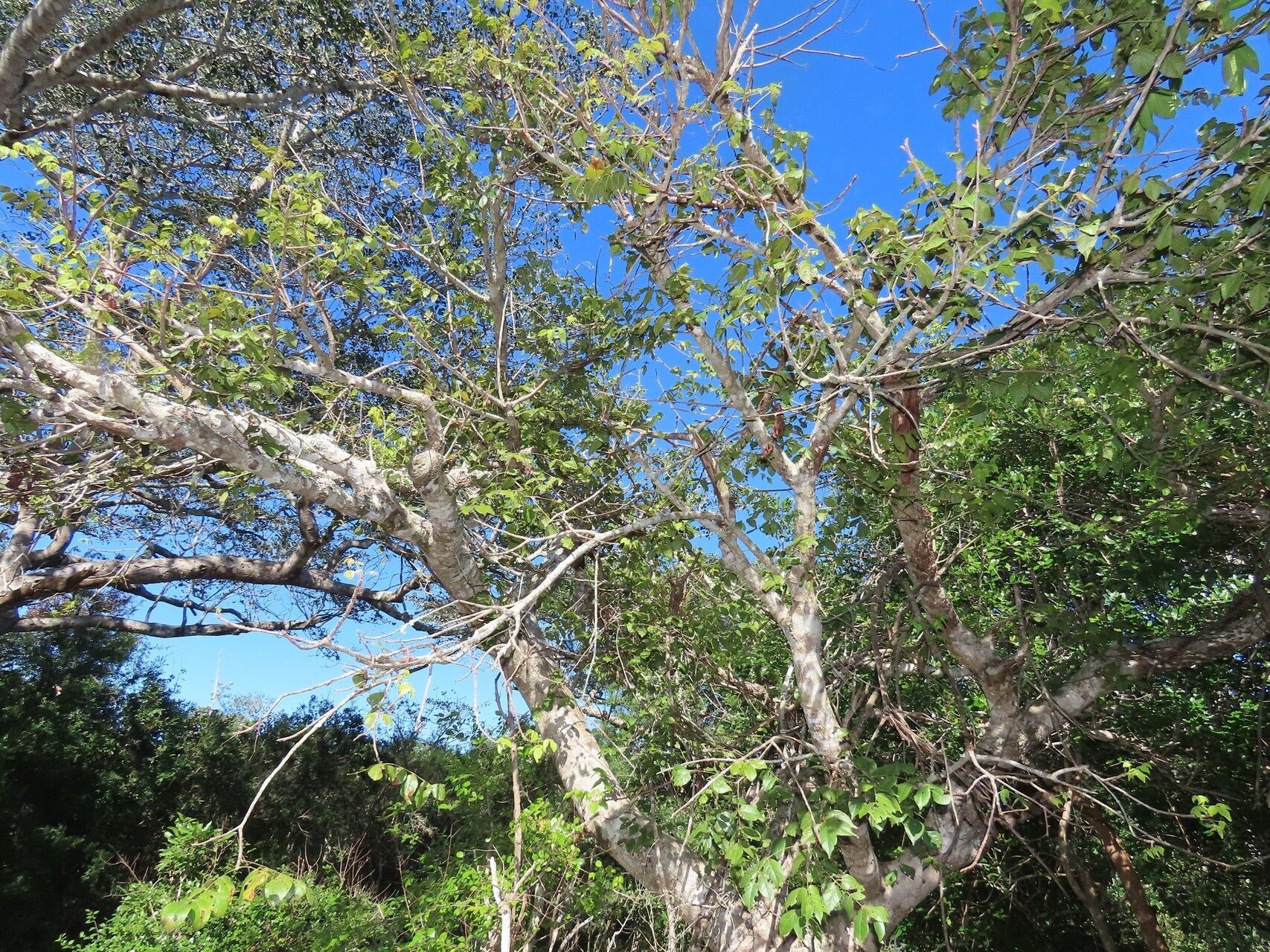 Lannea antiscorbutica habit