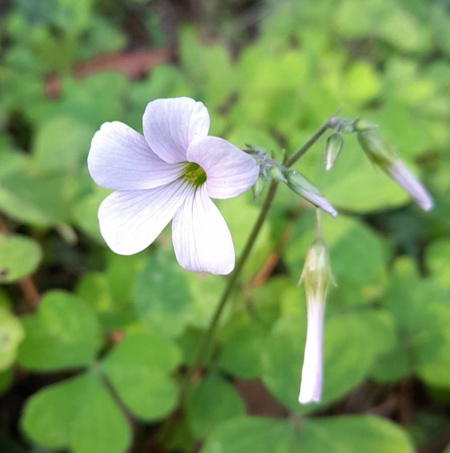 Oxalis linarantha flower