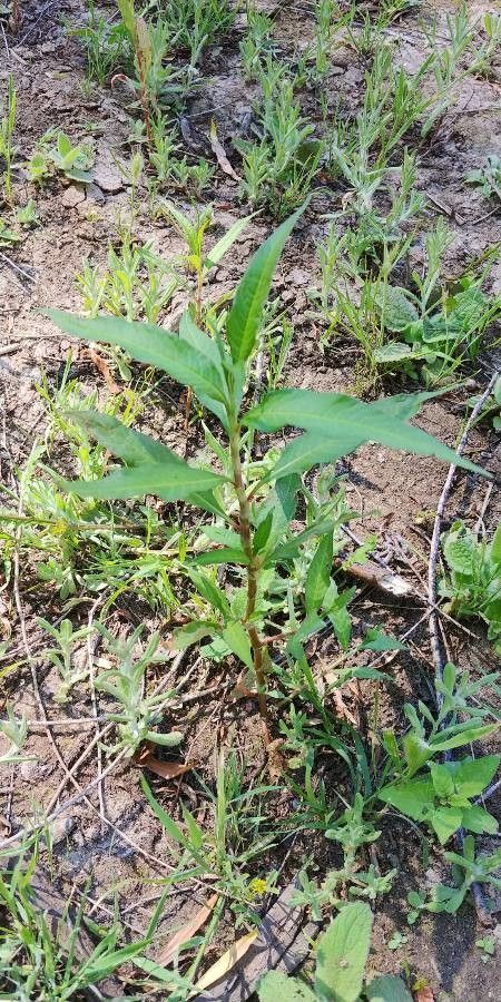Asclepias perennis leaf