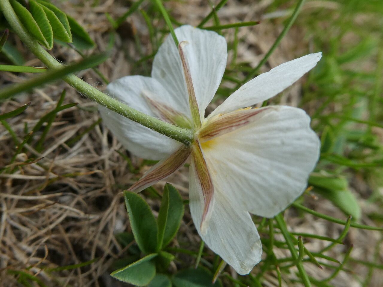 Ranunculus pyrenaeus flower