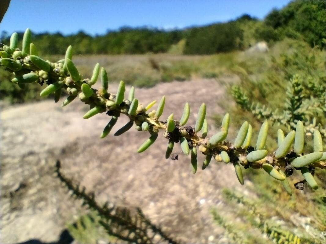 Suaeda vera fruit