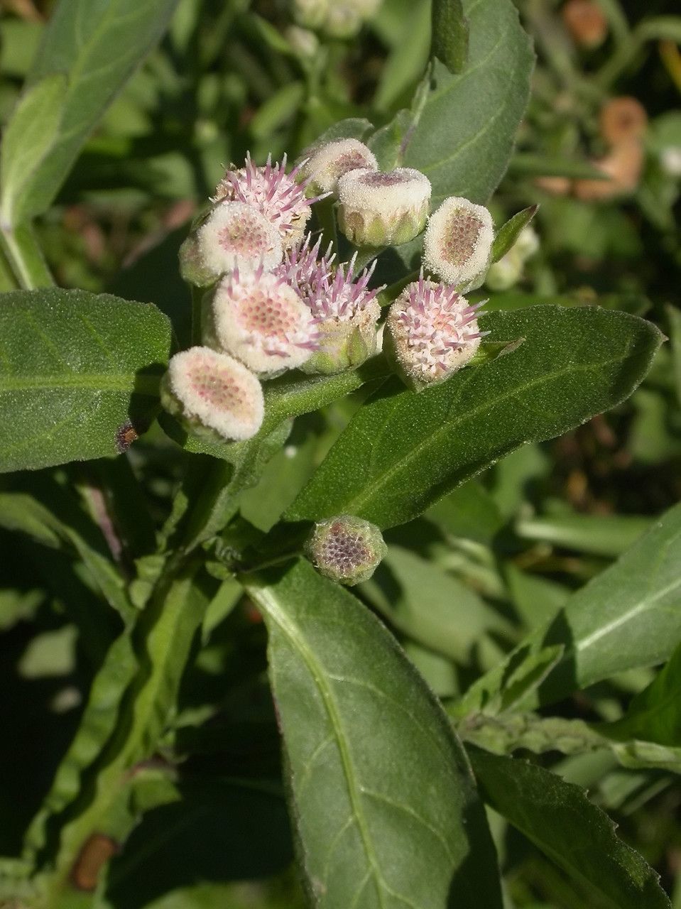 Pluchea sagittalis flower