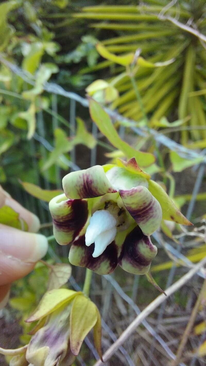 Araujia megapotamica flower