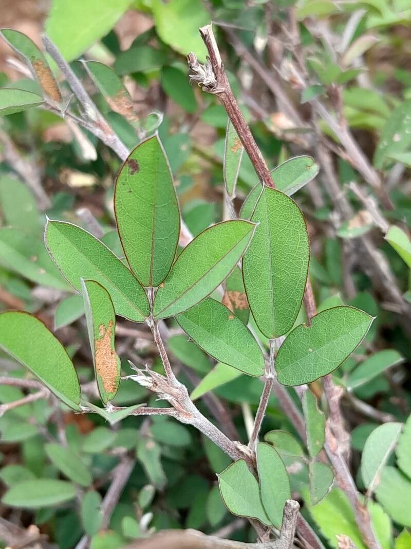 Argyrolobium catatii leaf