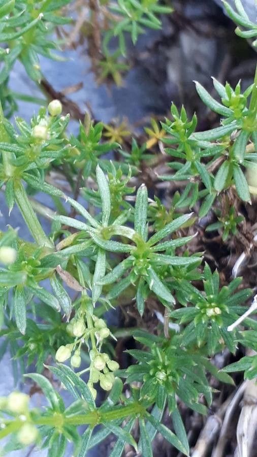 Galium baldense leaf