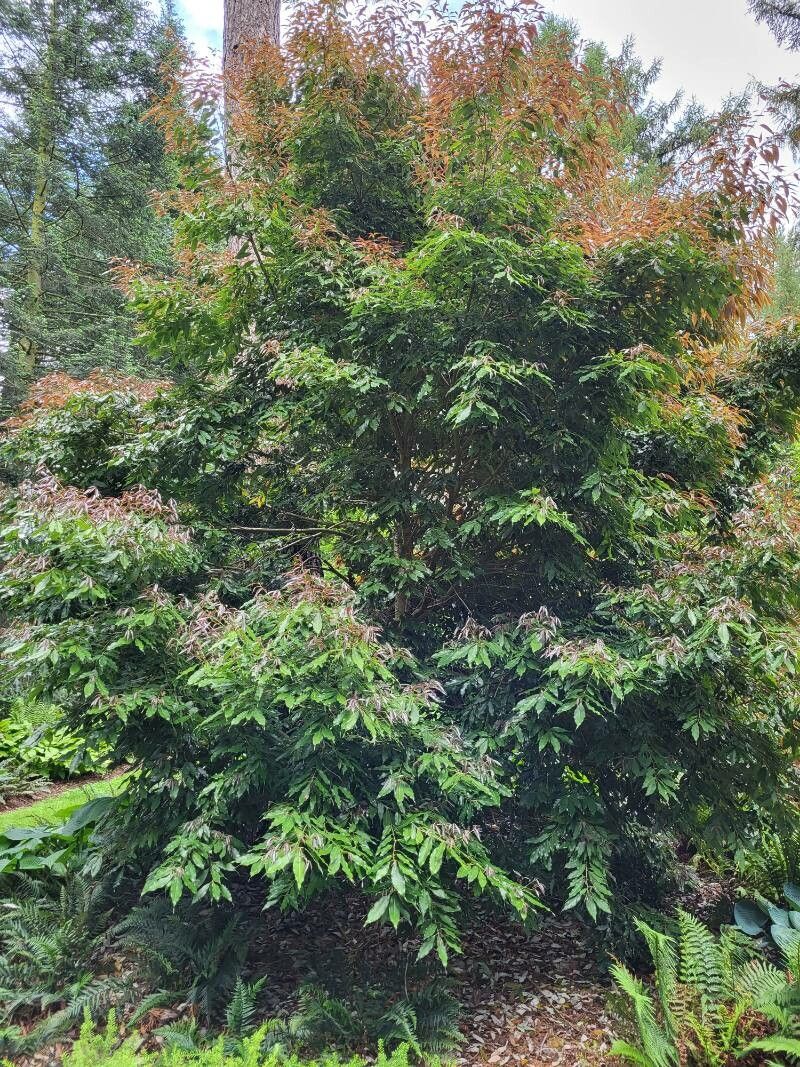 Quercus salicina habit