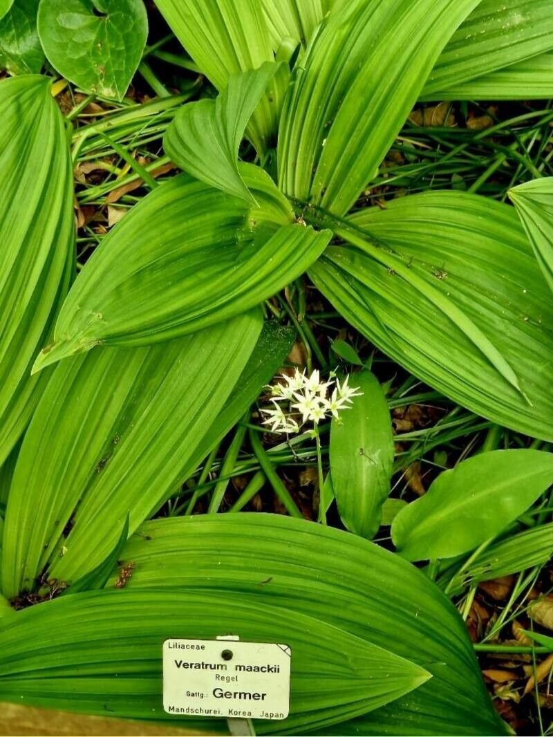 Veratrum maackii — houseplant care guide