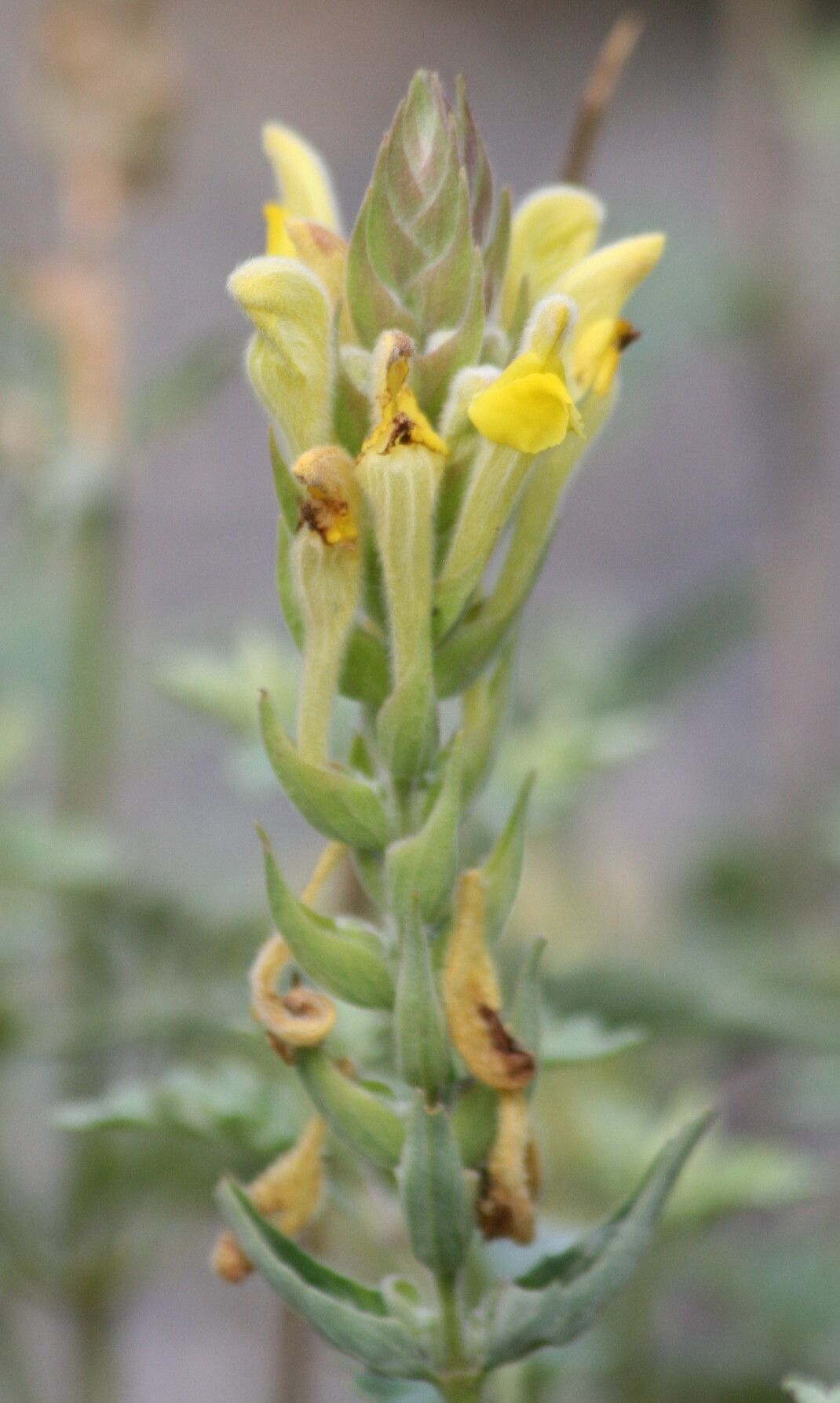 Scutellaria mesostegia flower