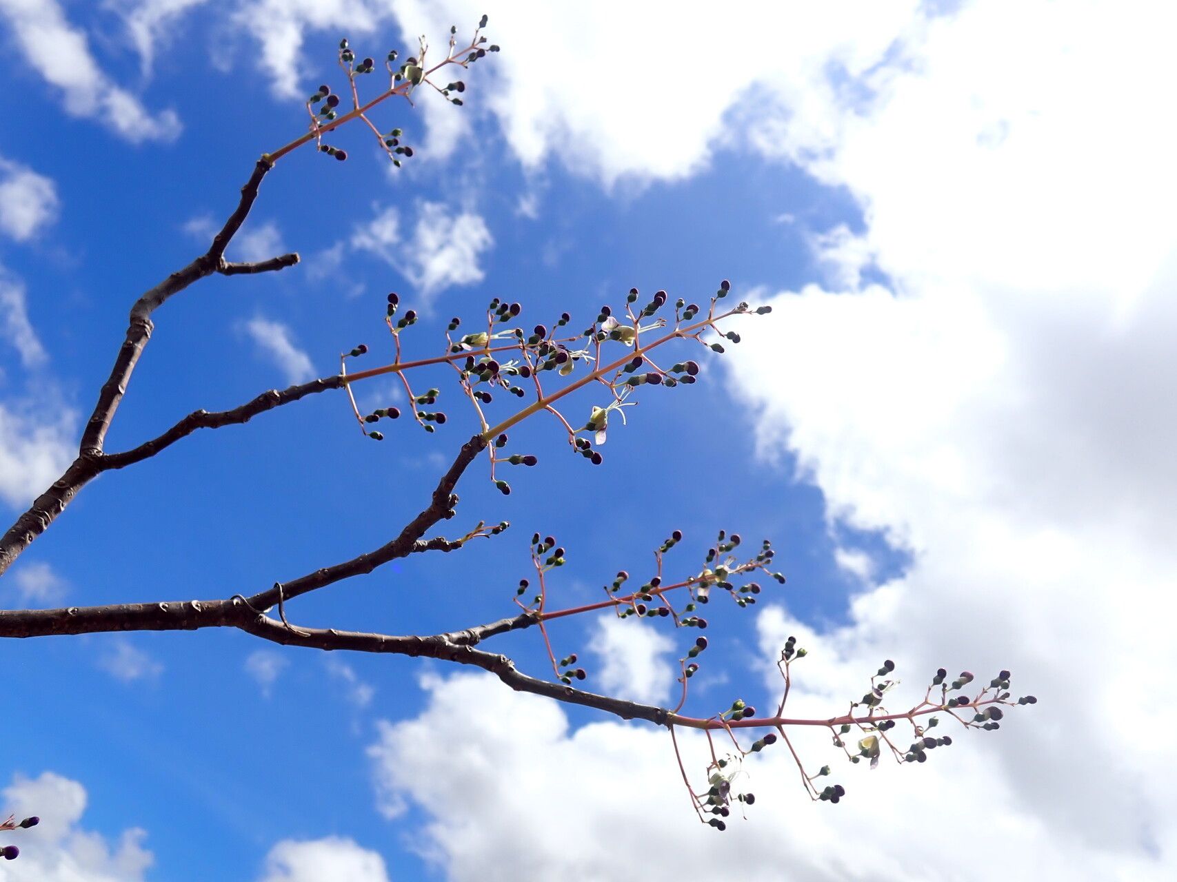 Rotheca nudiflora — houseplant care guide