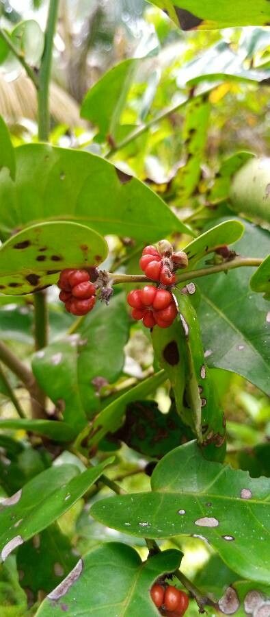 Glochidion zeylanicum fruit