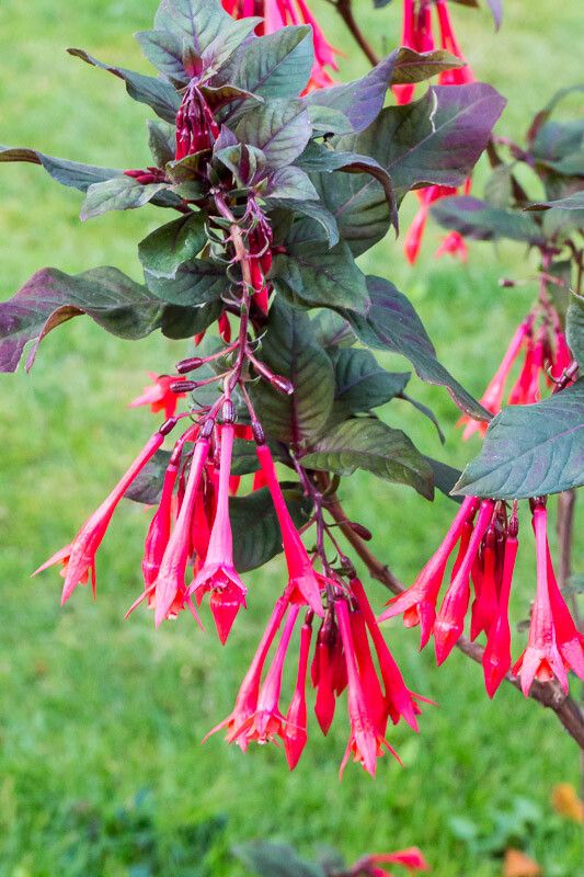 Fuchsia triphylla flower