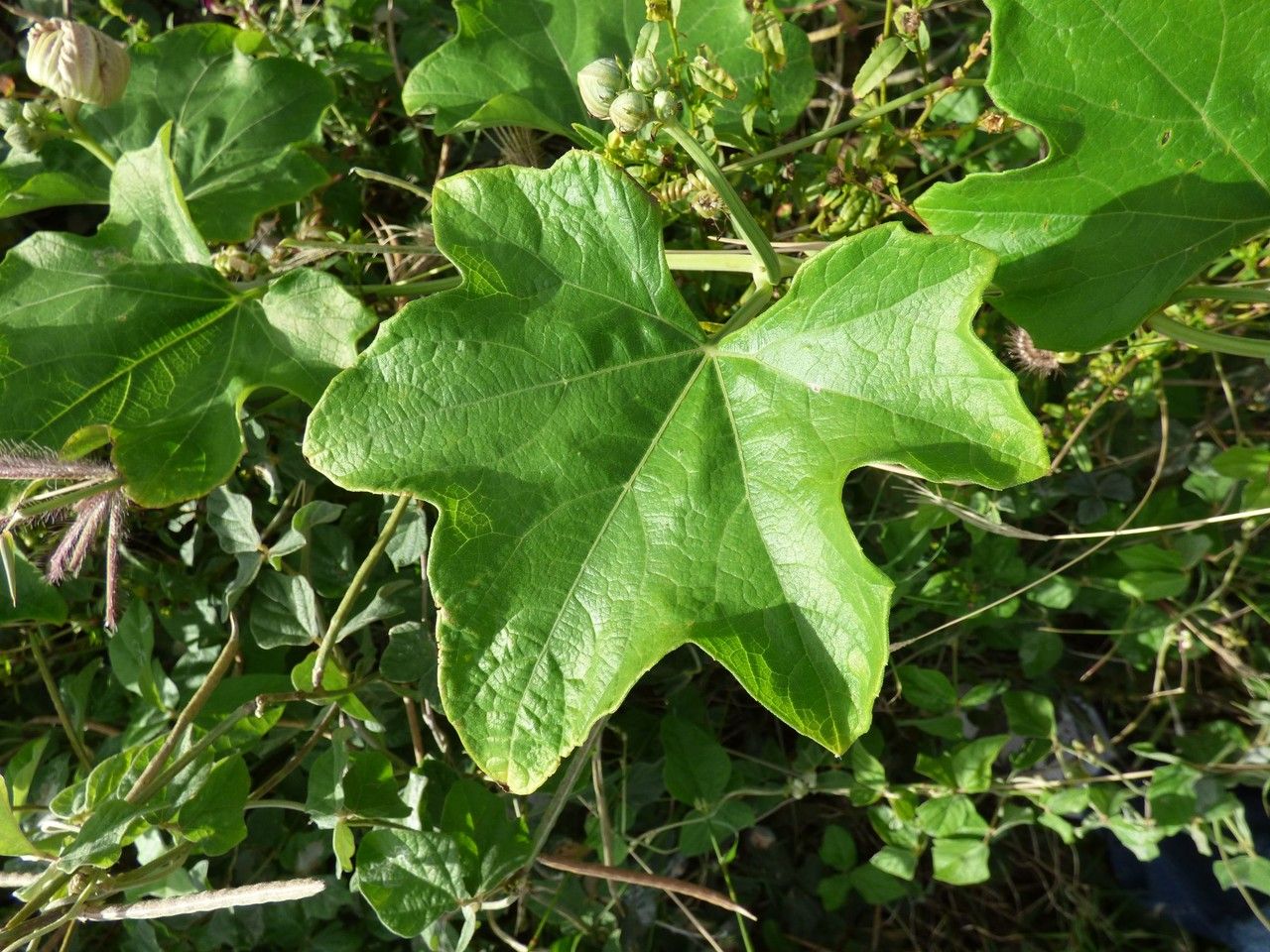 Lagenaria sphaerica — related species from the same genus