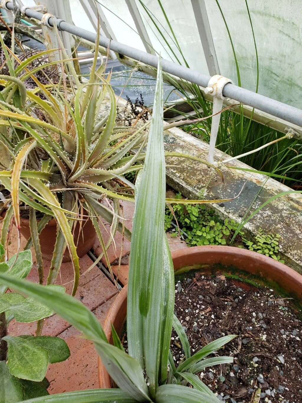 Astelia chathamica — related species from the same genus