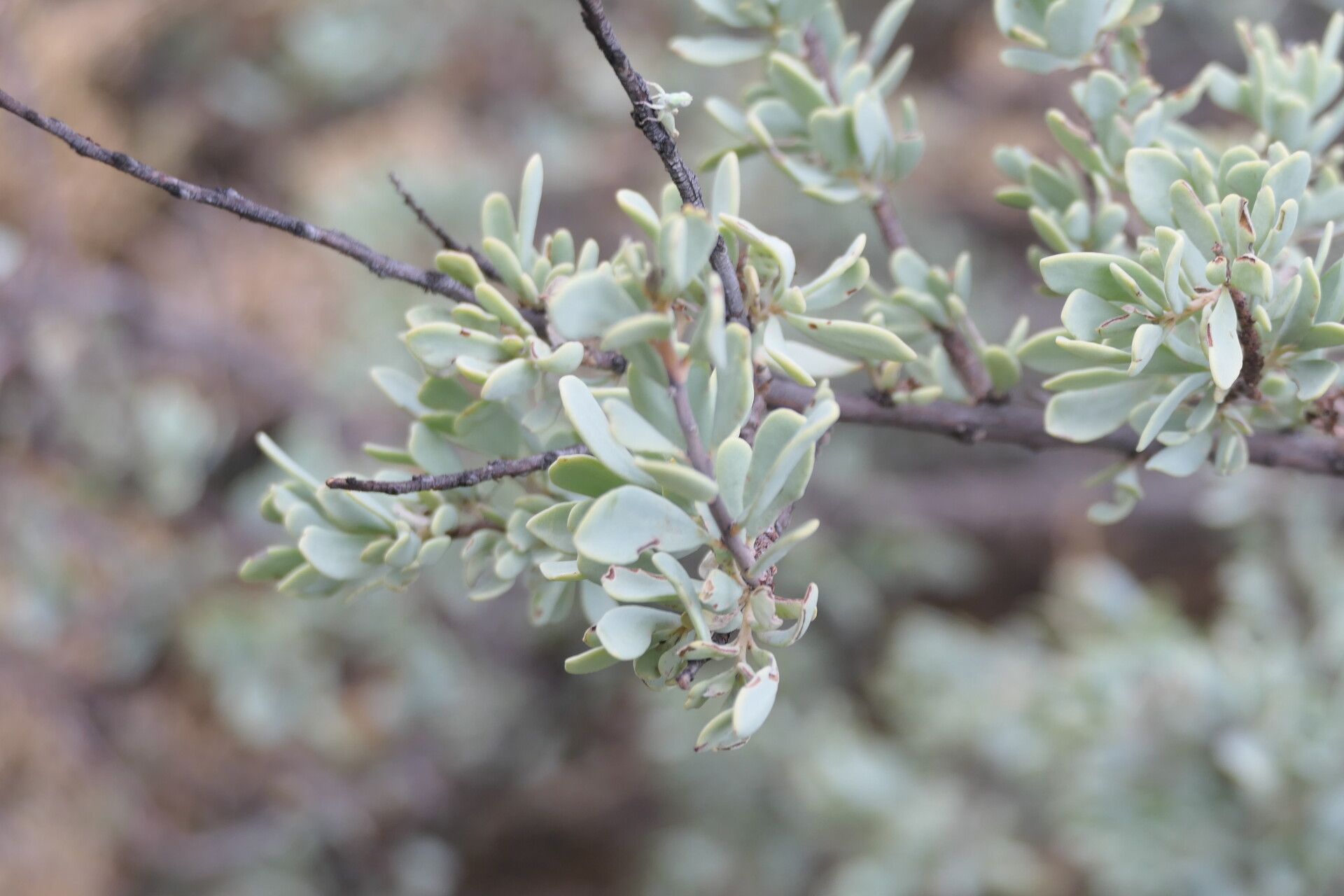Tetragonia schenkii leaf