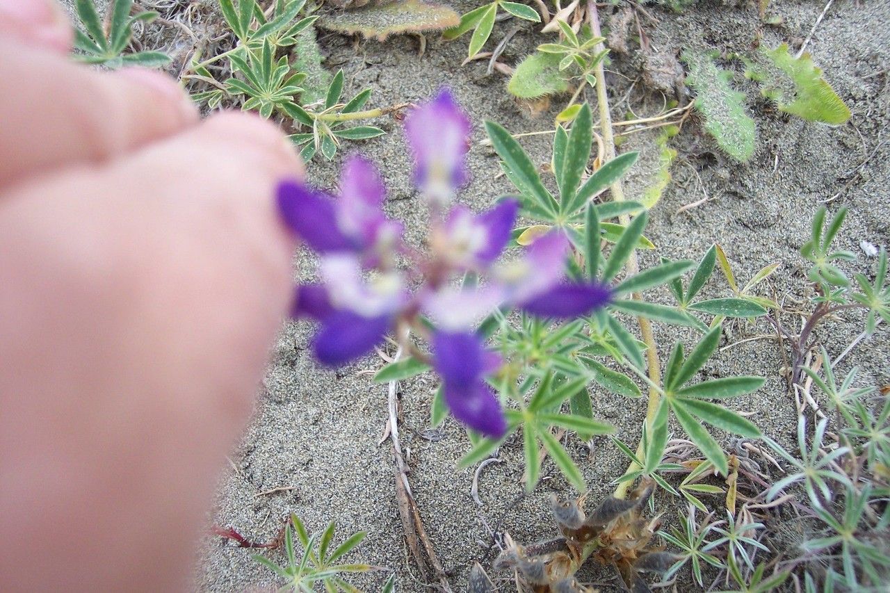 Lupinus littoralis — search result for 'Lupinus'
