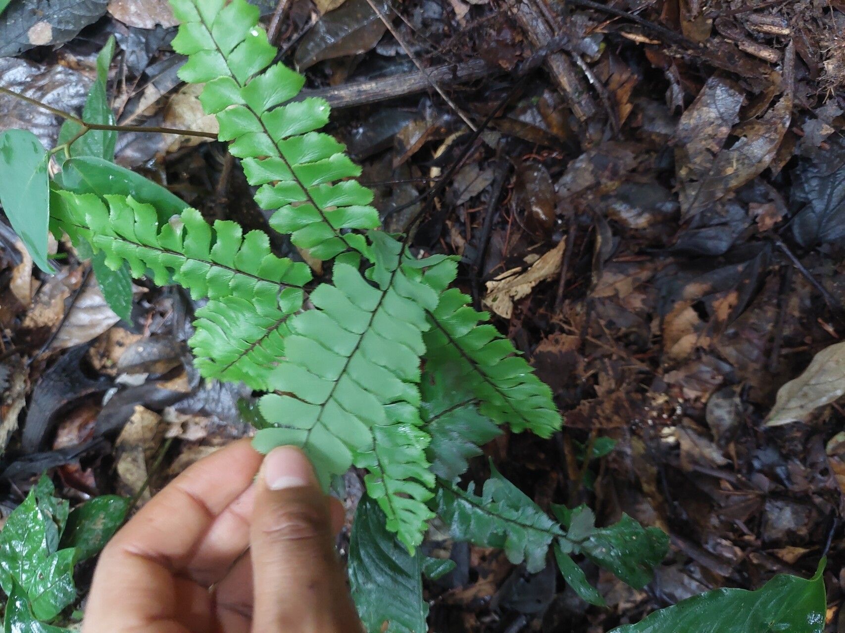 Adiantum humile leaf