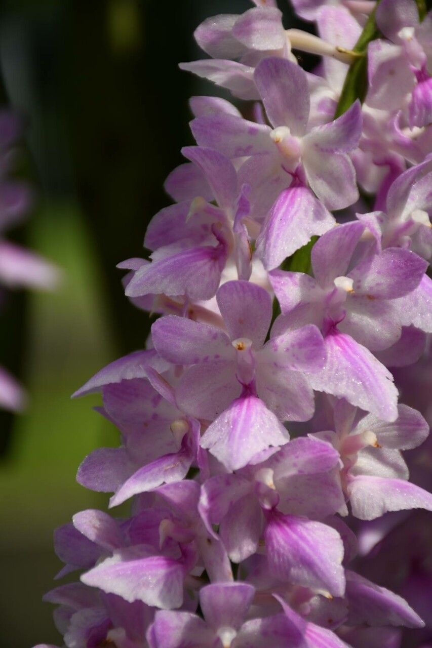 Aerides rosea — search result for 'Bhutan'