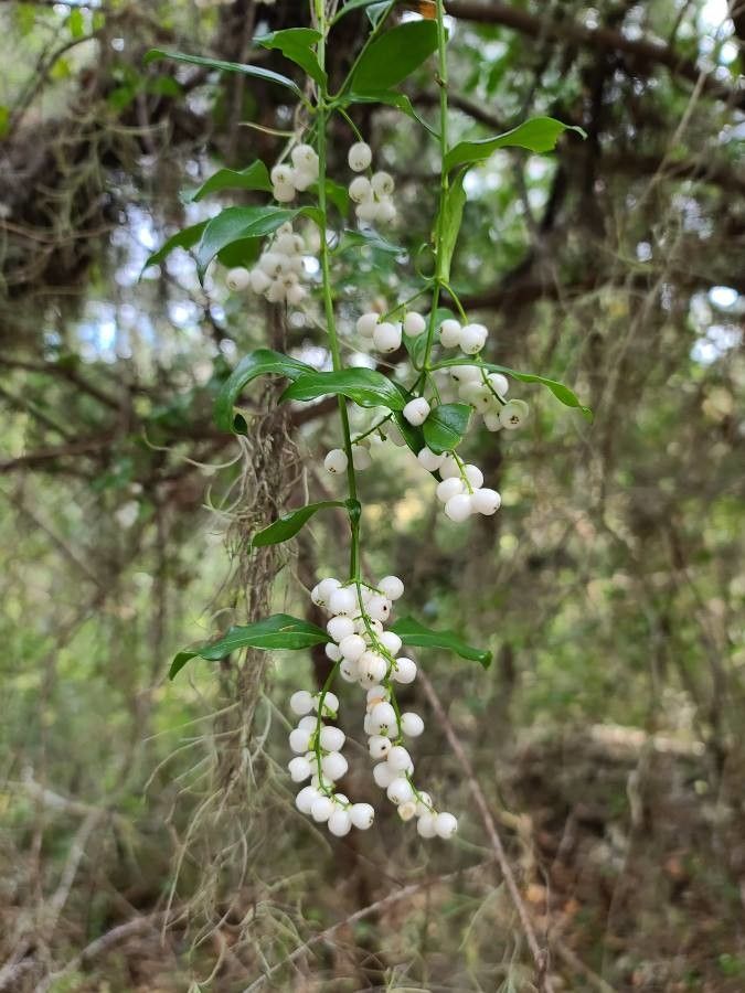 Chiococca alba fruit