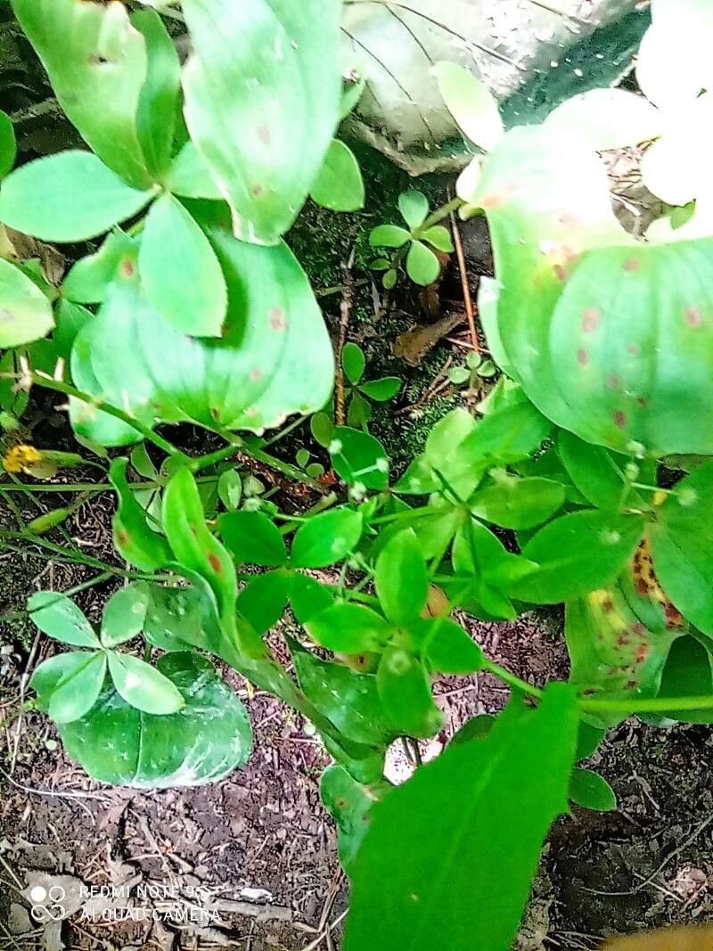 Galium kamtschaticum habit
