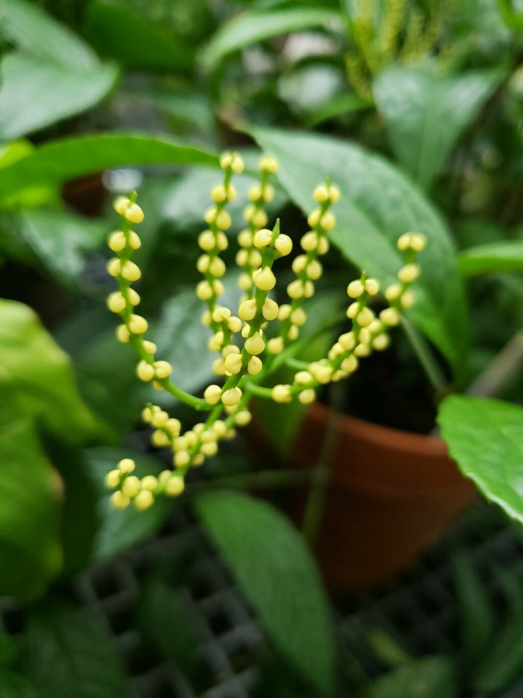 Chloranthus spicatus flower