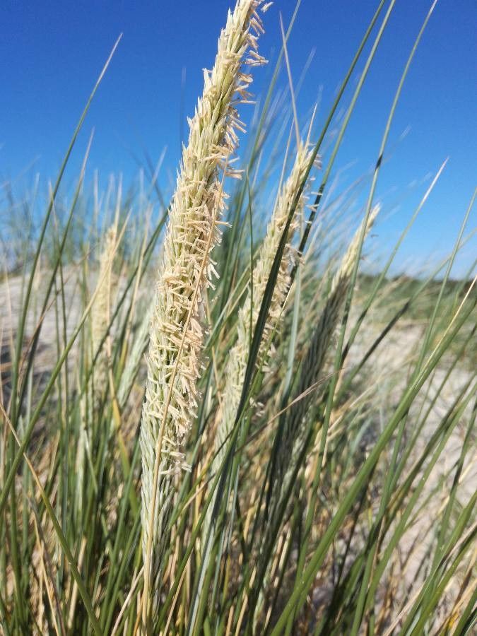 Ammophila arenaria flower
