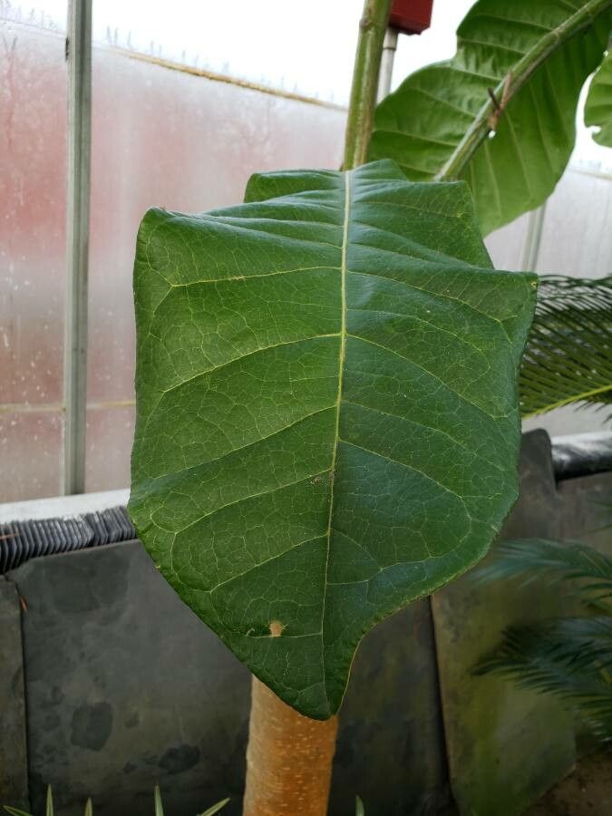 Magnolia hodgsonii — search result for 'Magnoliaceae'