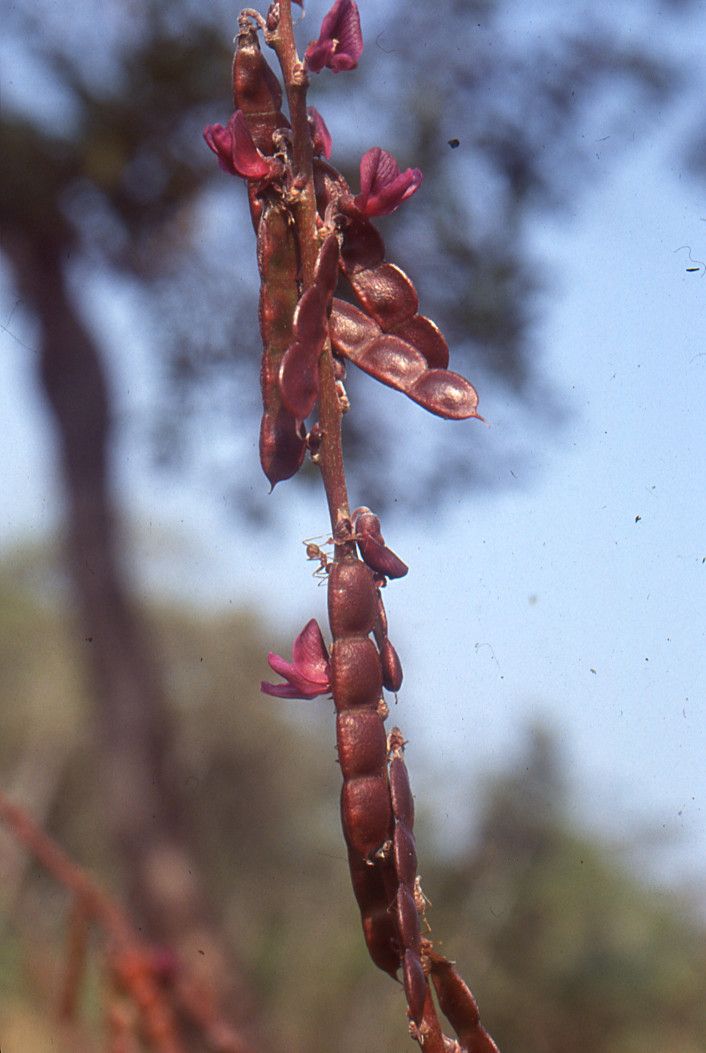 Desmodium triflorum fruit