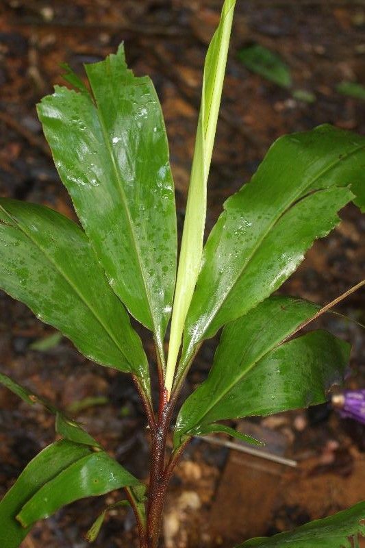 Renealmia guianensis habit