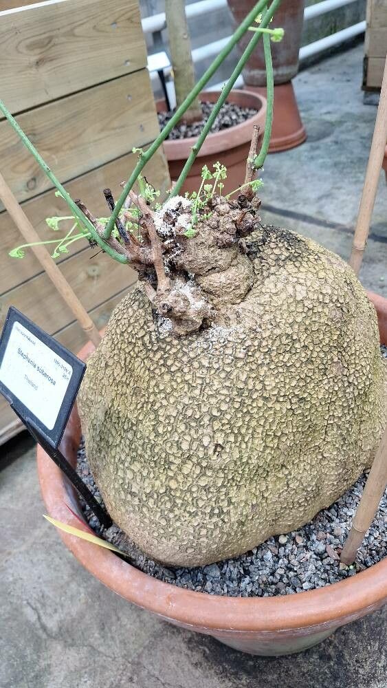 Stephania suberosa habit