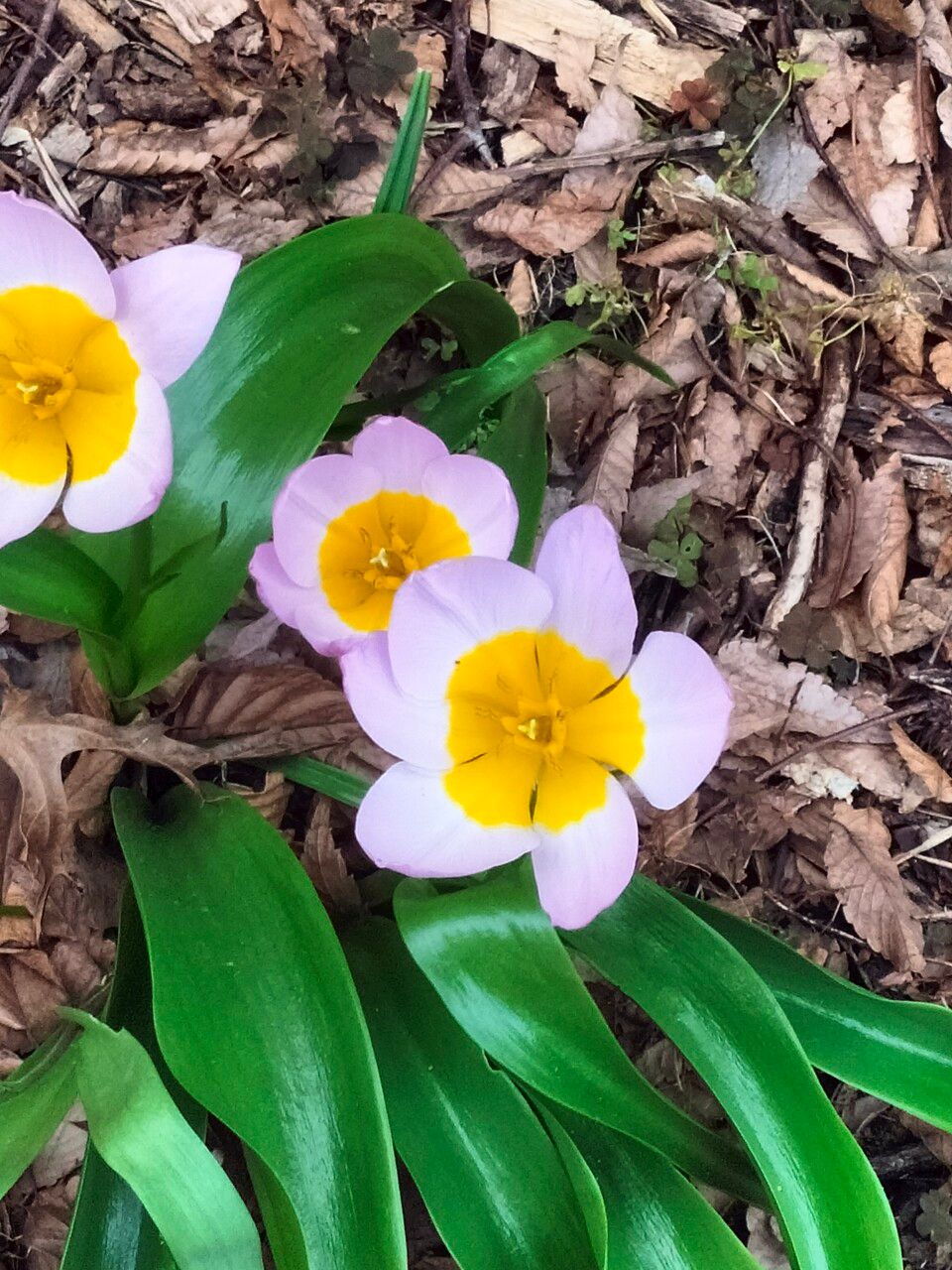 Tulipa saxatilis flower