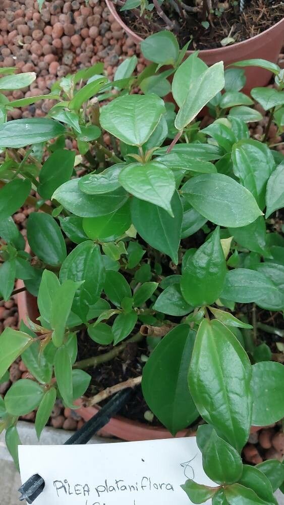 Pilea plataniflora — search result for 'Pilea'