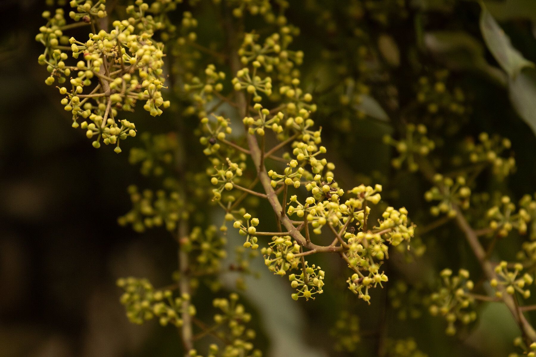 Astropanax goetzenii — related species from the same genus